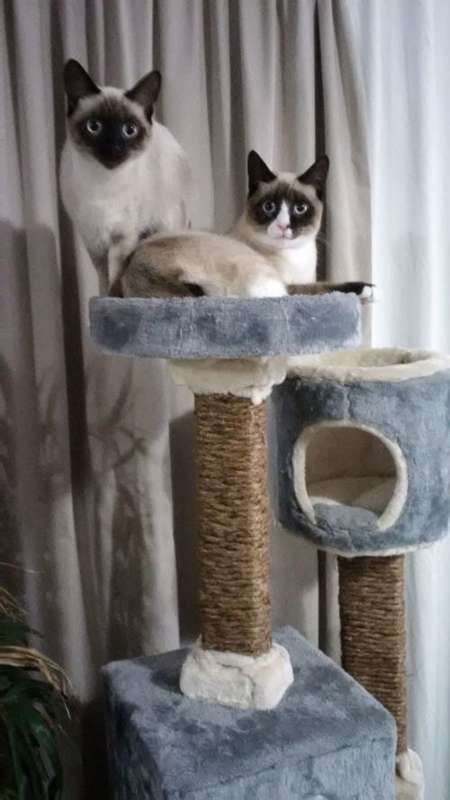 !!!!!Brand New Cat Condo!!! Highest Quality!!! Grey In Colour!!! Only 3 Available