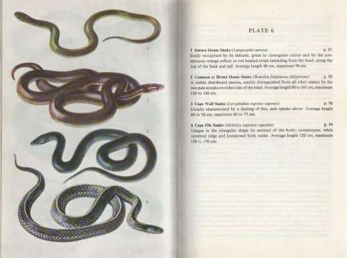 Snakes of Southern Africa - VFM FitzSimons. NEW.
