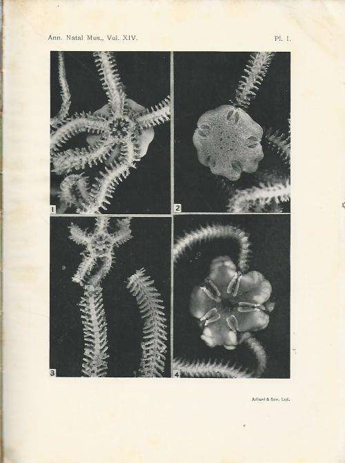 Annals of the Natal Museum. 1957. RARE.