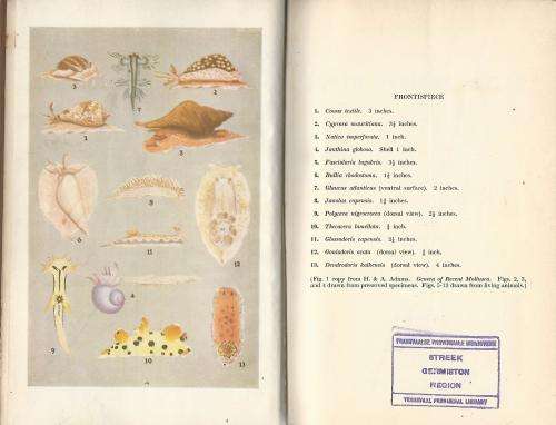 Beginners Guide to South African Shells - K.H. Barnard.