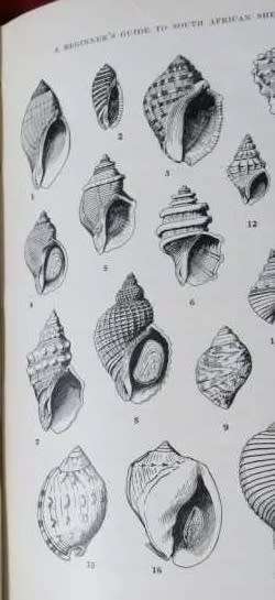 Beginners Guide to South African Shells - K.H. Barnard.