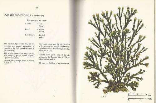 The Seaweeds of theTsitsikama Coastal Park - Die Seewiere van die Tsitsikama Seekus Park.