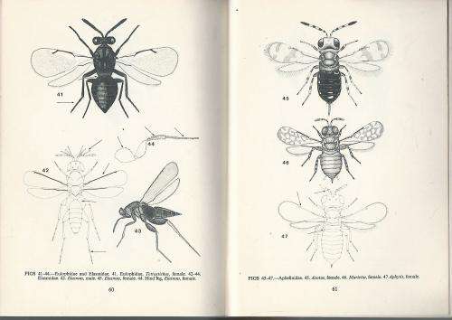 African Chalcidoidea (Insecta: Hymenoptera). - G.L. Prinsloo.