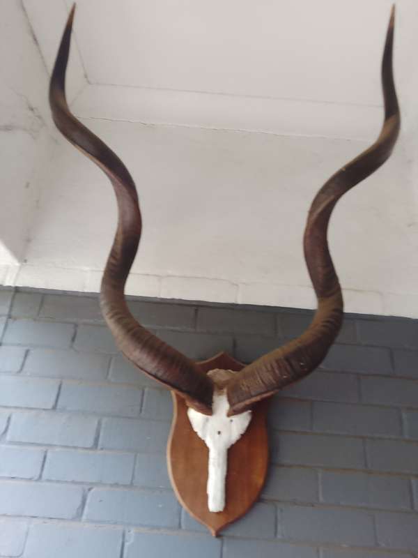 Mounted Koedoe (kudu) Horns. Beautiful, Large.