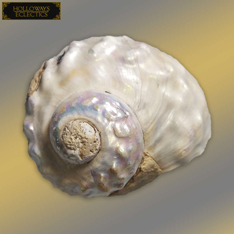 Premium Shell Lot