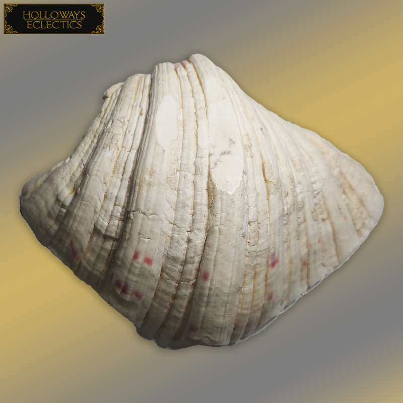 Premium Shell Lot