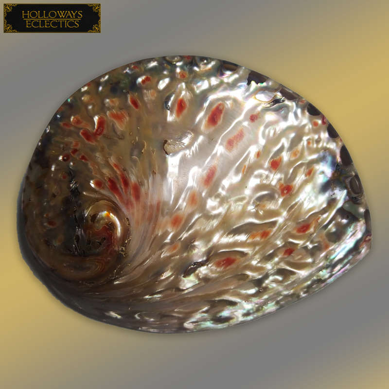 Premium Shell Lot