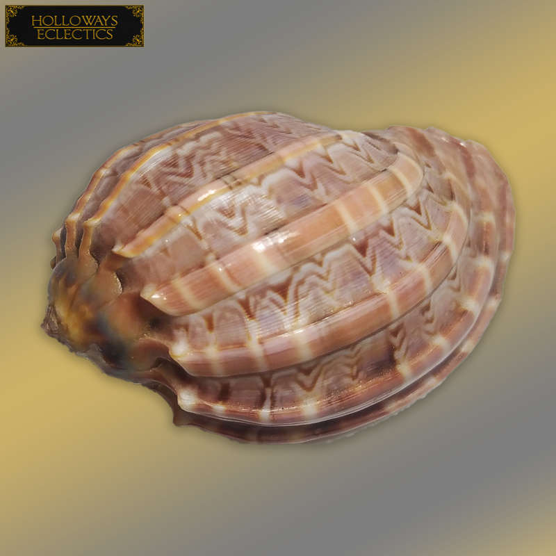 Premium Shell Lot