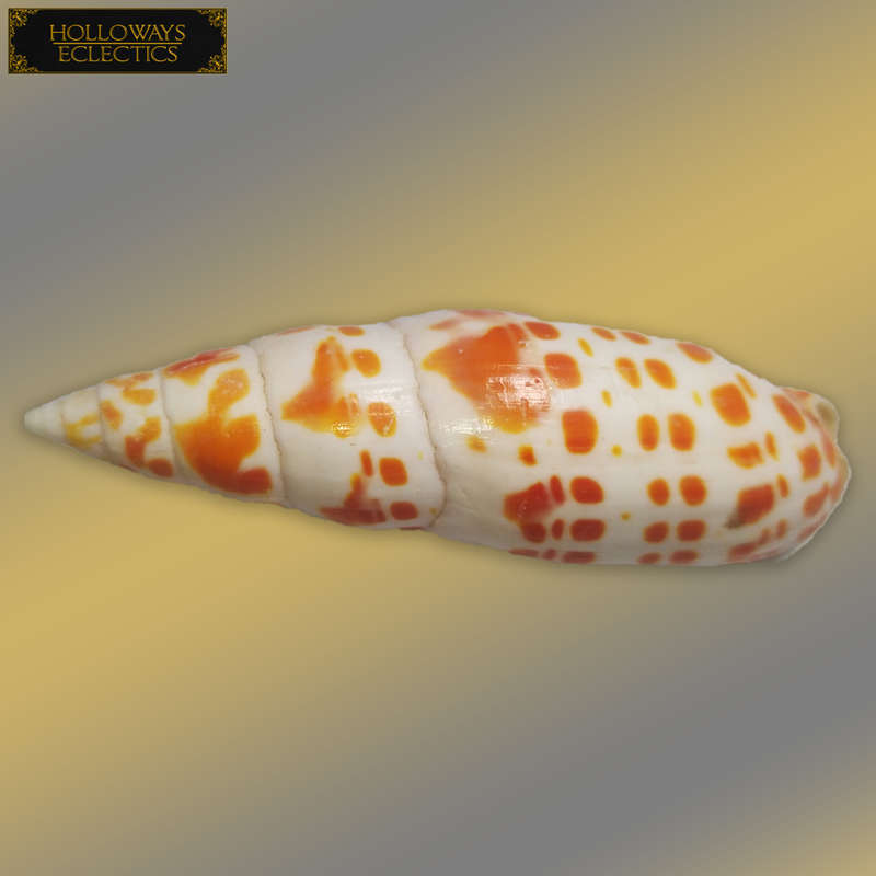 Premium Shell Lot