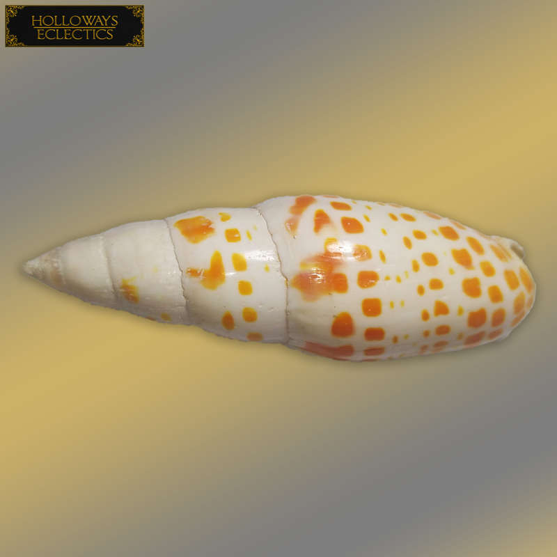 Premium Shell Lot