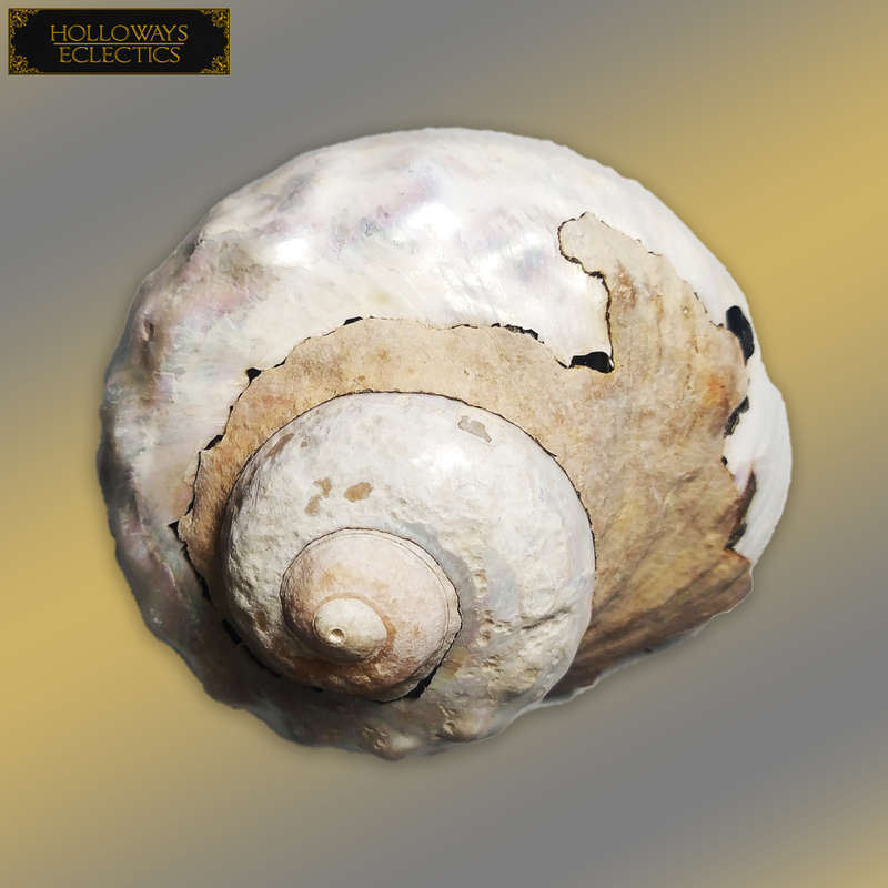 Premium Shell Lot