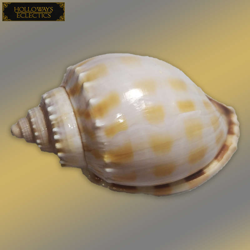 Premium Shell Lot