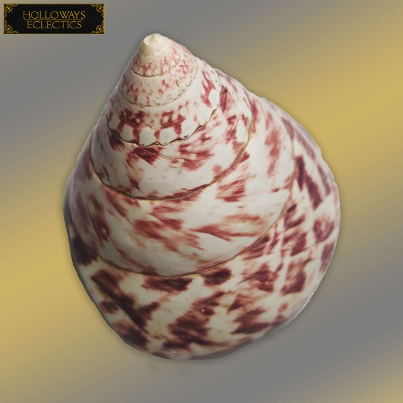 Premium Shell Lot