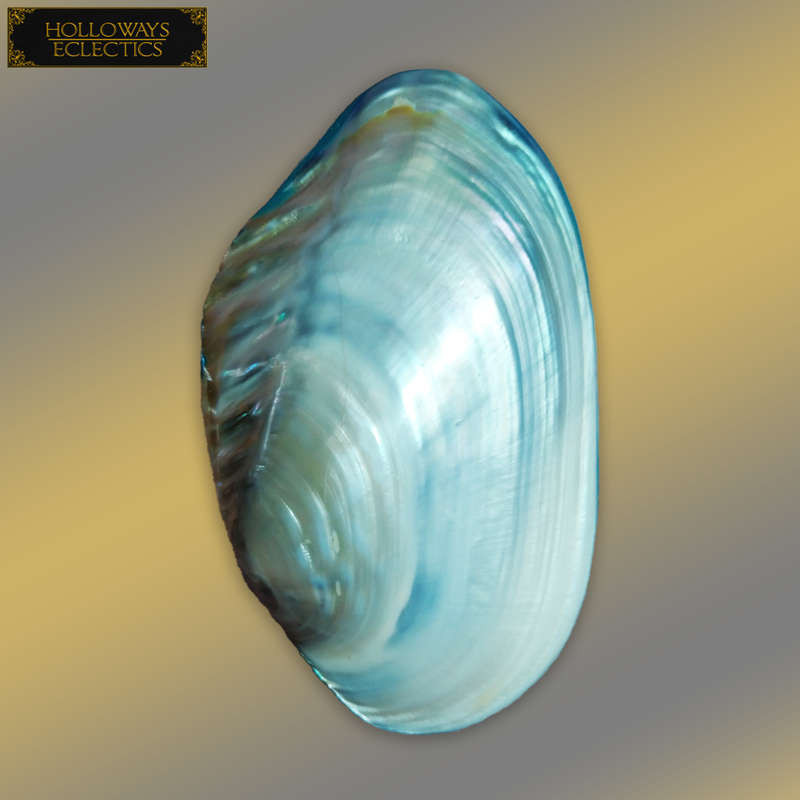Premium Shell Lot