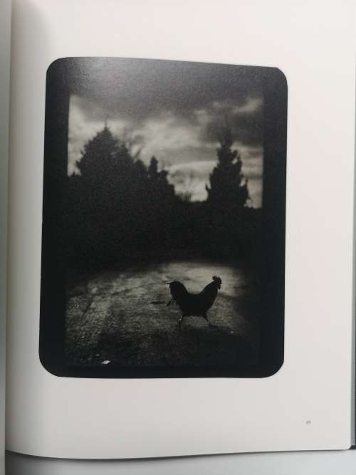 Giacomo Brunelli: The Animals