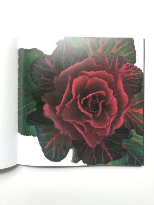 Flowers: Photographs by Kim Jung Man