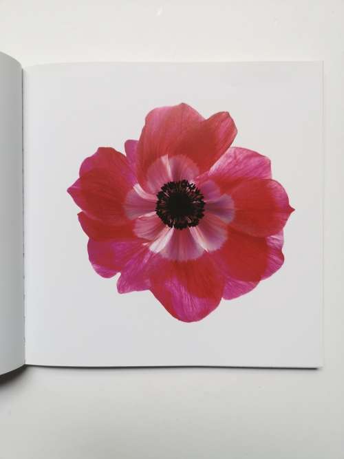 Flowers: Photographs by Kim Jung Man