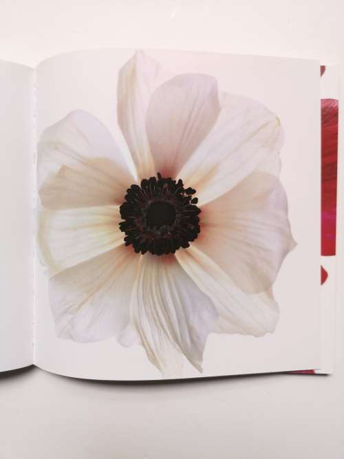 Flowers: Photographs by Kim Jung Man