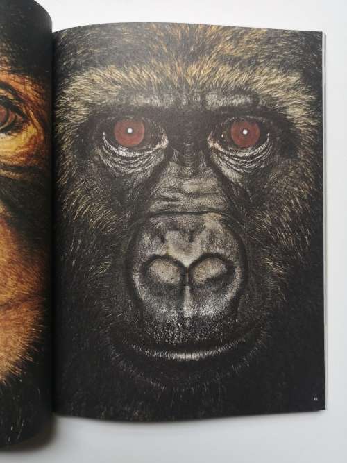 Bêtes de style. Animals with Style