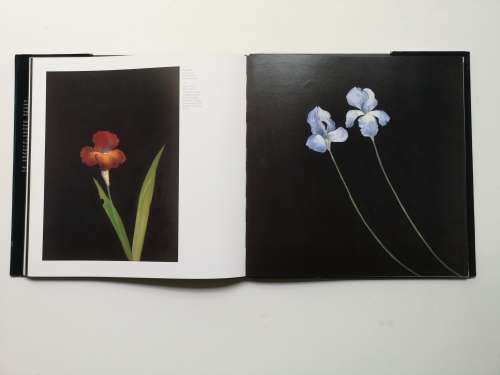 Flowers: Jo Self