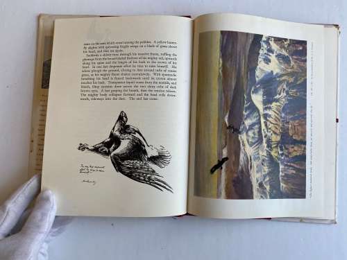 Wings of the Wild by H. von Michaelis
