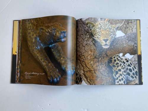 Bronze and Fire: The Art of Donald Greig