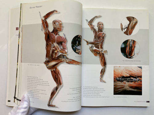Body Worlds: The Original Exhibition of Real Human Bodies by Gunther von Hagen`s