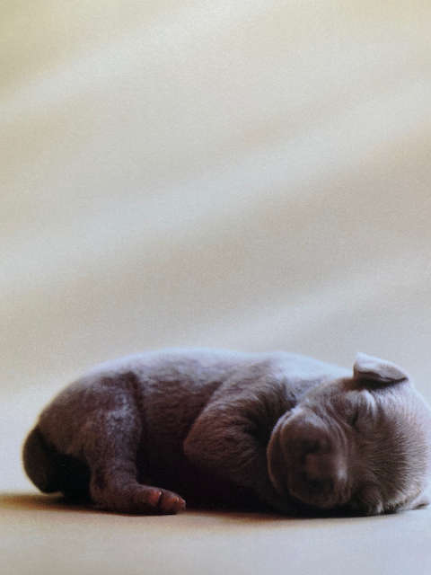 William Wegman: Puppies