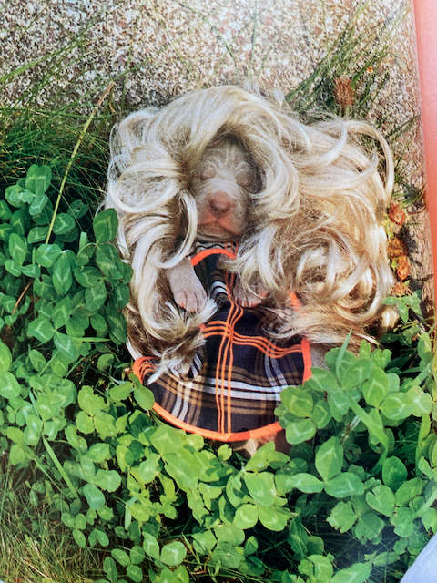William Wegman: Puppies