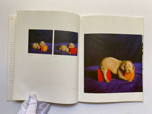 William Wegman: Puppies