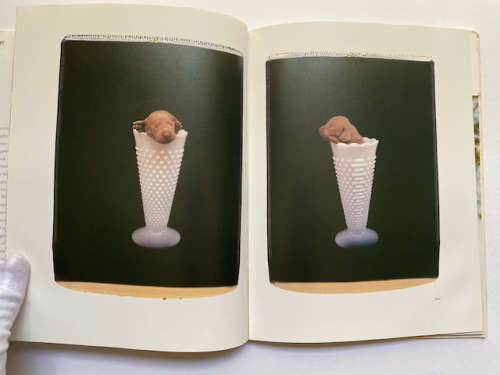 William Wegman: Puppies