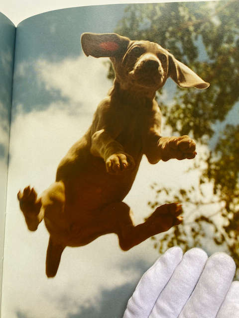 William Wegman: Puppies