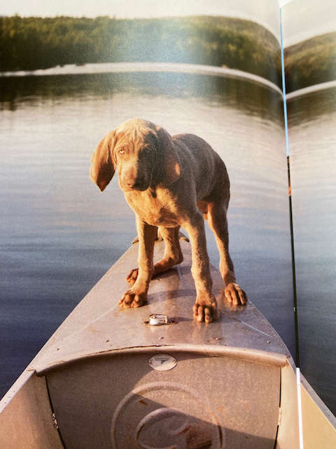 William Wegman: Puppies