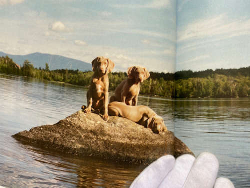 William Wegman: Puppies