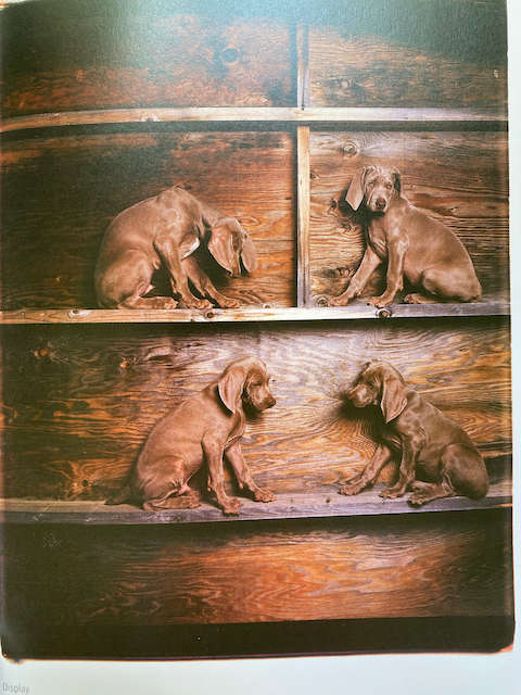 William Wegman: Puppies