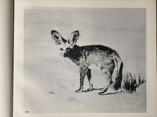 Etosha, Animal art of Etosha