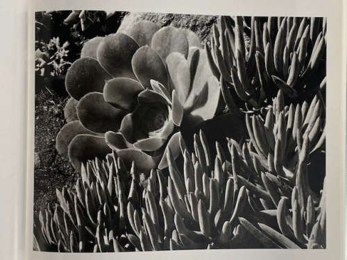 Edward Weston (Masters of Photography)