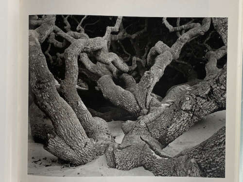 Edward Weston (Masters of Photography)