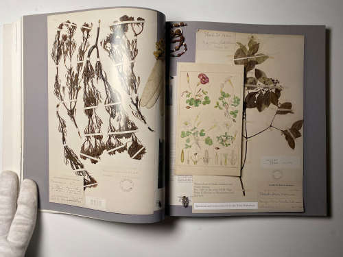 Curiosity CLXXV: A Paper Cabinet by Skotnes, Pippa & Van Embden, Gwen & Langerman, Fritha