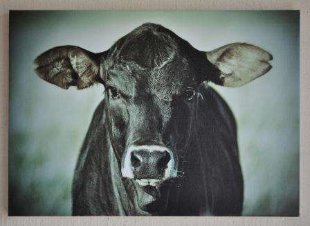 Black Calf - Photograph printed on canvas and stretched onto frame.