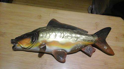 carp fish