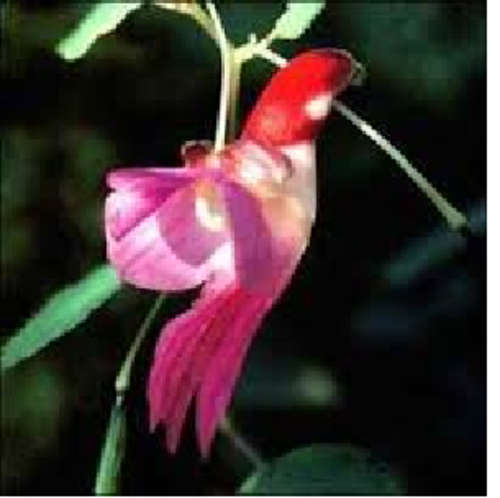 THE PARROT FLOWER - Impatiens psittacinar - 5 seeds - Spring