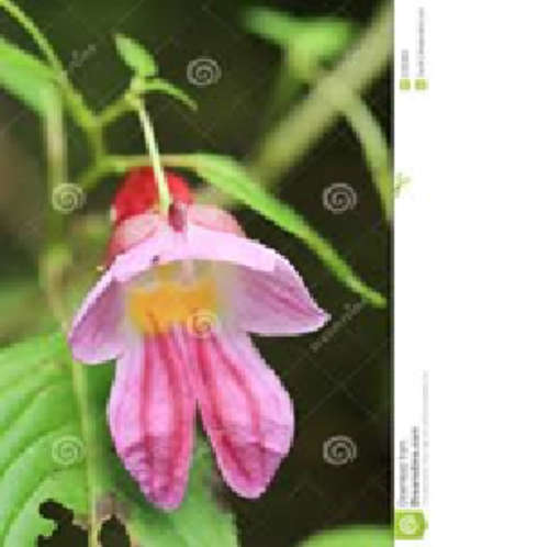 THE PARROT FLOWER (3) - Impatiens psittacinar - 5 seeds - Spring