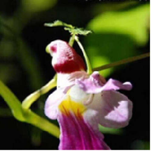 THE PARROT FLOWER (4) - Impatiens psittacinar - 5 seeds - Spring