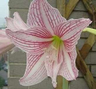 Amaryllis 002 (5 seeds per packet) - Spring