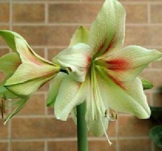 Amaryllis 012 (5 seeds per packet) - Spring