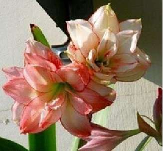 Amaryllis 014 (5 seeds per packet) - Spring
