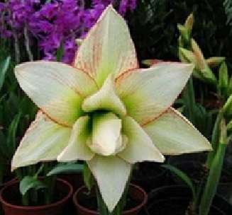 Amaryllis 015 (5 seeds per packet) - Spring