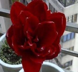Amaryllis 016 (5 seeds per packet) - Spring