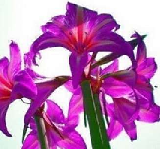 Amaryllis 017 (5 seeds per packet) - Spring